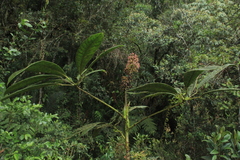 Sciodaphyllum paniculitomentosum