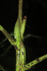 Sciodaphyllum paniculitomentosum