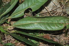 Sciodaphyllum paniculitomentosum