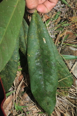 Sciodaphyllum paniculitomentosum