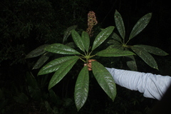 Sciodaphyllum paniculitomentosum