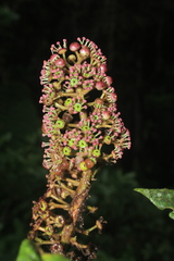 Sciodaphyllum paniculitomentosum