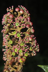 Sciodaphyllum paniculitomentosum