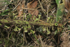 Sciodaphyllum paniculitomentosum
