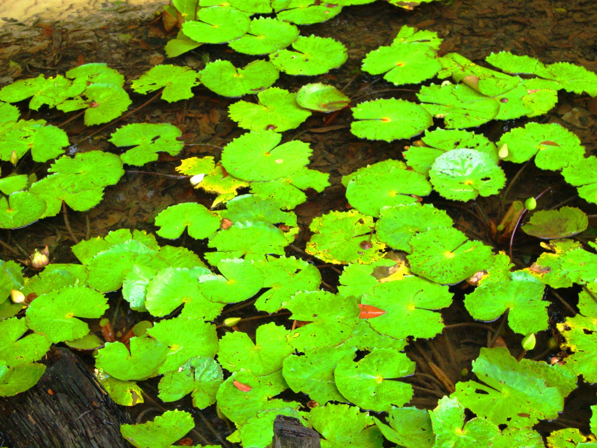 Nymphaea rudgeana