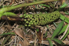 Sciodaphyllum paniculitomentosum