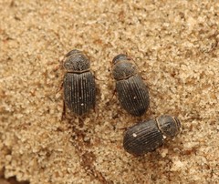 Diastictus vulneratus