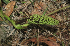 Sciodaphyllum paniculitomentosum