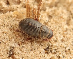 Diastictus vulneratus