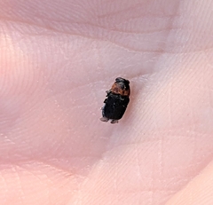 Pachybrachis luridus