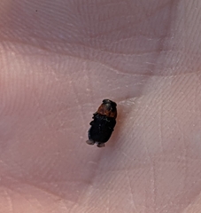 Pachybrachis luridus