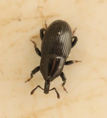 Baridina