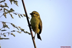 Crithagra dorsostriata