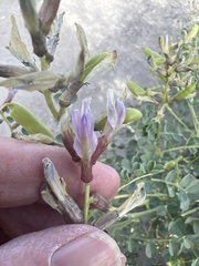 Astragalus preussii