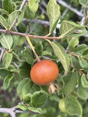 Vangueria dryadum