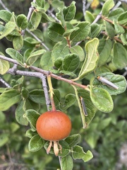 Vangueria dryadum