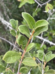 Vangueria dryadum