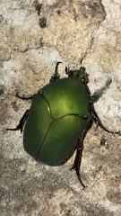 Cotinis mutabilis typica