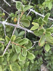 Vangueria dryadum