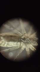 Holocnemus hispanicus