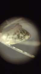 Holocnemus hispanicus