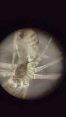 Holocnemus hispanicus