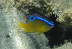 Chrysiptera brownriggii