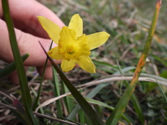 Narcissus minor