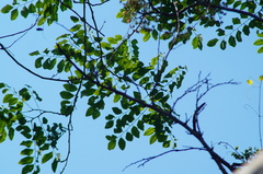 Dalbergia granadillo