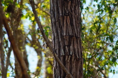 Dalbergia granadillo