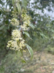 Pteleopsis myrtifolia