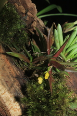 Pterostemma antioquiense