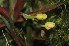 Pterostemma antioquiense