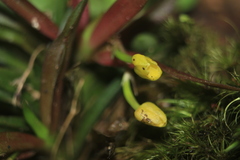 Pterostemma antioquiense