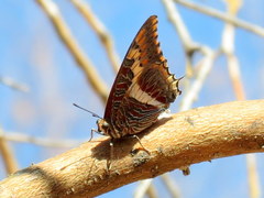 Charaxes saturnus