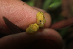 Pterostemma antioquiense