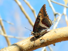 Charaxes saturnus