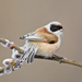Pájaro Moscón - Photo (c) Геннадий, algunos derechos reservados (CC BY-NC), subido por Геннадий