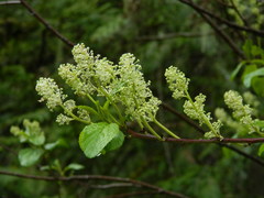Ceanothus sanguineus