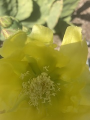 Opuntia gomei
