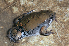 Hypopachus variolosus