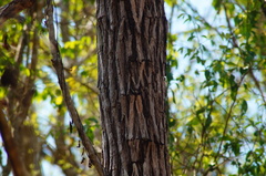 Dalbergia granadillo