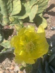 Opuntia gomei