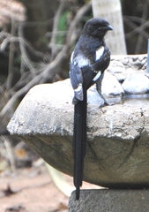 Lanius melanoleucus melanoleucus