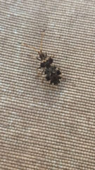 Centrocoris variegatus