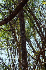 Dalbergia granadillo