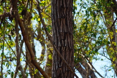 Dalbergia granadillo