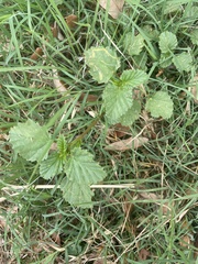 Rhynchosida physocalyx