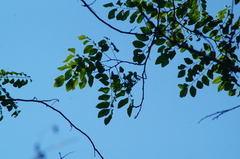 Dalbergia granadillo