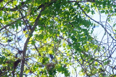 Dalbergia granadillo